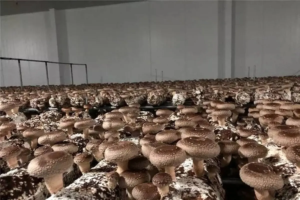 قارچ‌هایی با خاصیت درمانگر اما ناشناخته در ایران!