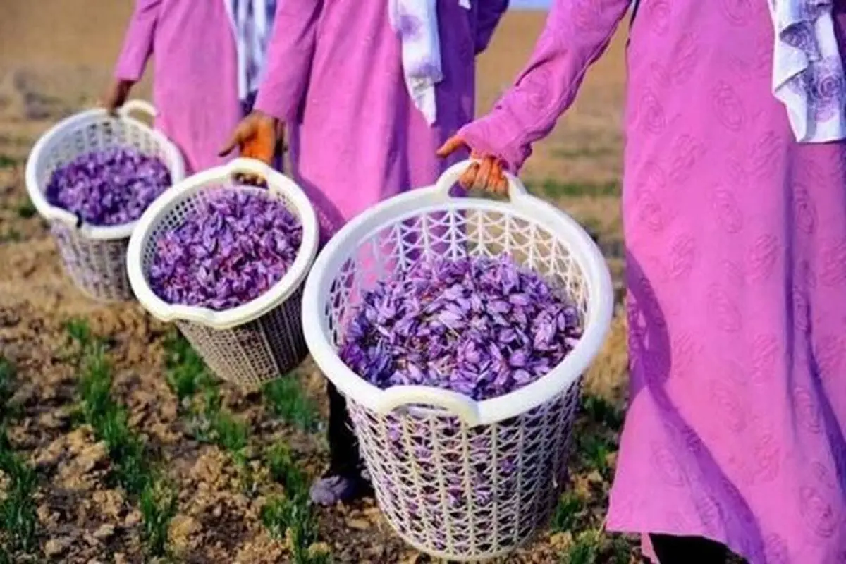 یخبندان بی‌سابقه امسال بازار زعفران را داغ می‌کند؟