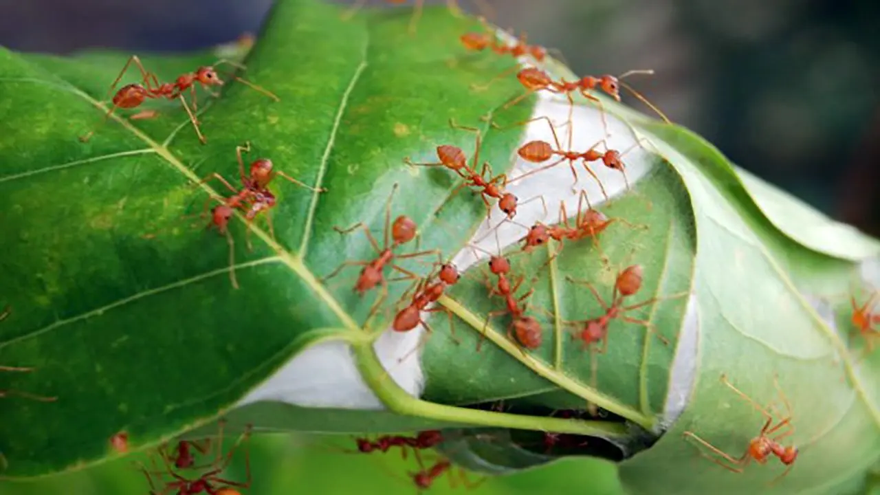 فیلم| مورچه‌هایی که با برگ درختان لانه می‌سازند!