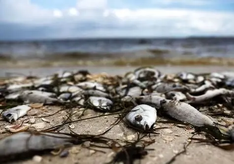 فیلم| تلف شدن هزاران ماهی در ساحل تگزاس