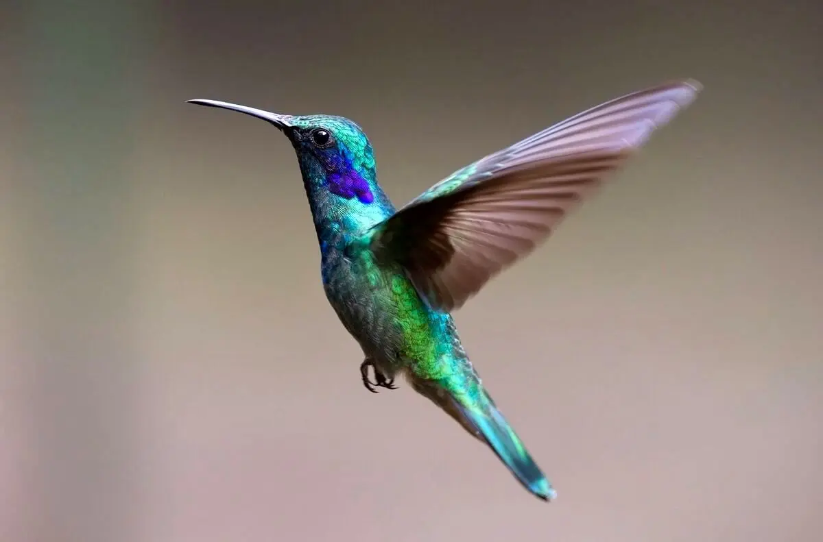 فیلم| پرنده‌ای شگفت‌انگیز با تغییر ۶۲ رنگ در دقیقه!
