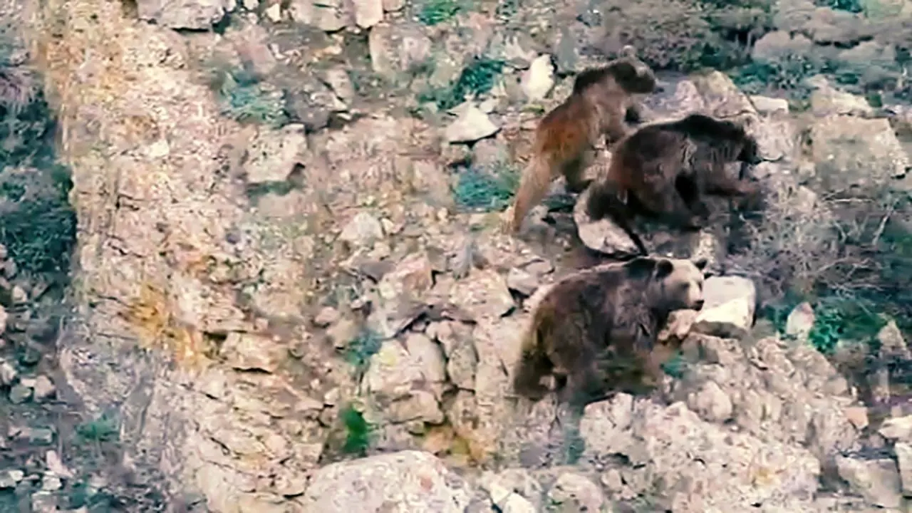 شکار تصویر یک خرس قهوه‌ای و دو توله‌اش در سوادکوه