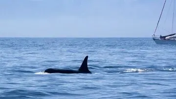 ترسناک ولی واقعی/ حمله عمدی نهنگ‌های قاتل به قایق‌های کوچک