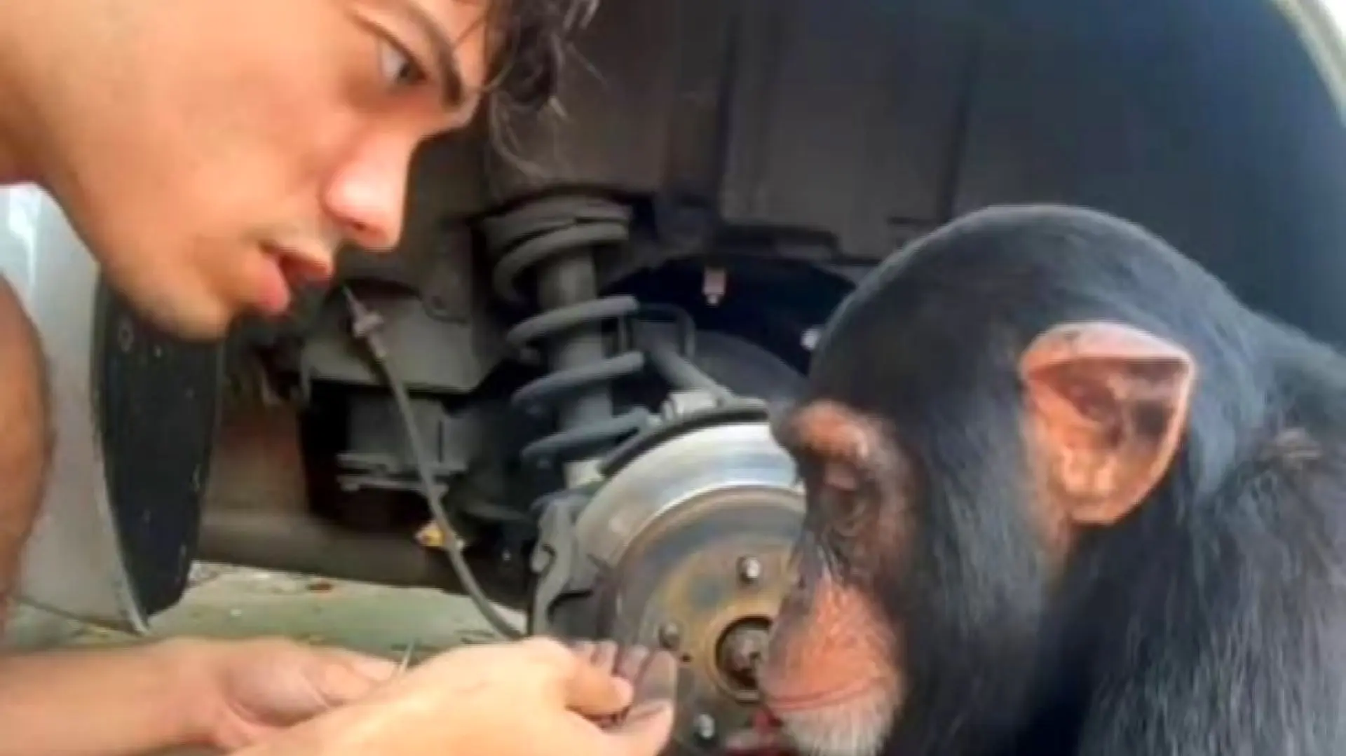 فیلم | میمون کمک مکانیک!