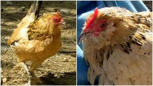عکس | پیرترین مرغ جهان ۲۰ سال سن دارد