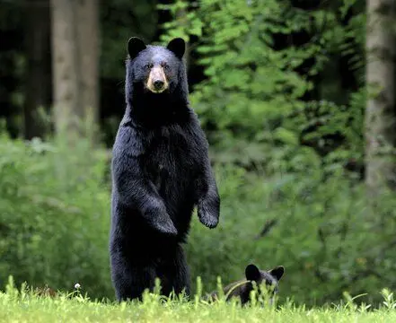 فیلمی جالب از خرس سیاه در حال خاراندن کمرش با درخت!