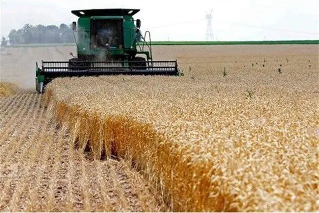 قیمت گندم تا چهارشنبه اعلام می‌شود/ پرداخت مابه‌التفاوت بعد از اعلام قیمت جدید

