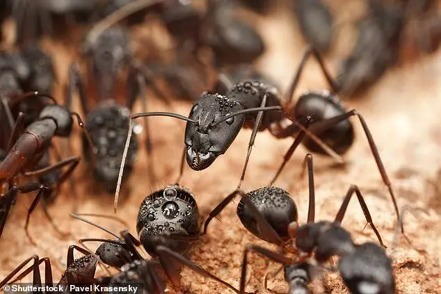 چرا مورچه‌های نجار بزاق دهان خود را به یکدیگر می‌دهند؟