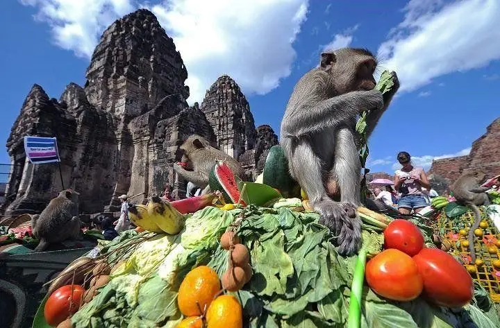 جشن میمون‌ها به مناسبت ورود گردشگران به تایلند