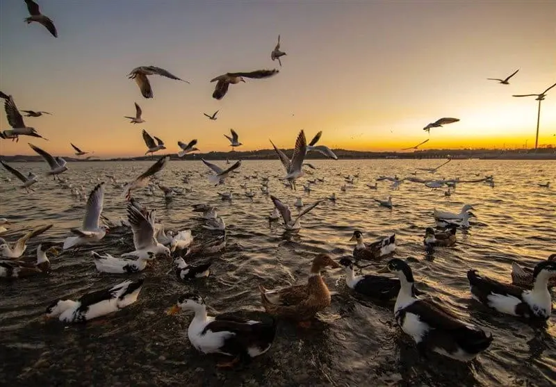 دریاچه چیتگر میزبان پرندگان مهاجر + تصاویر