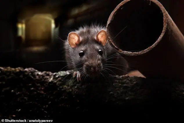 اومیکرون از موش به انسان منتقل شده است؟