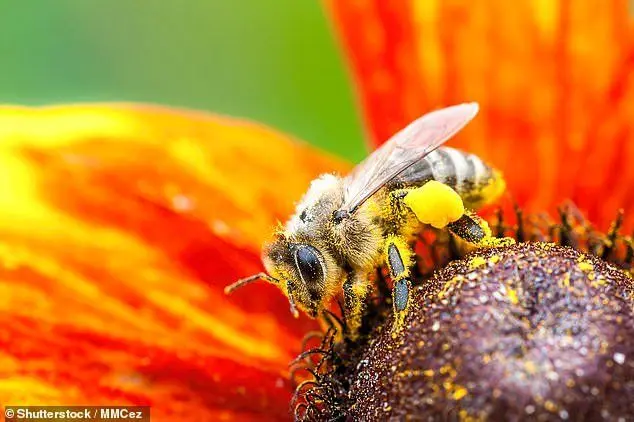 خاستگاه زنبورهای عسل غربی، آسیا بوده نه آفریقا