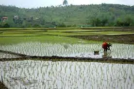 کاهش ۱۸ درصدی تولید برنج در کشور