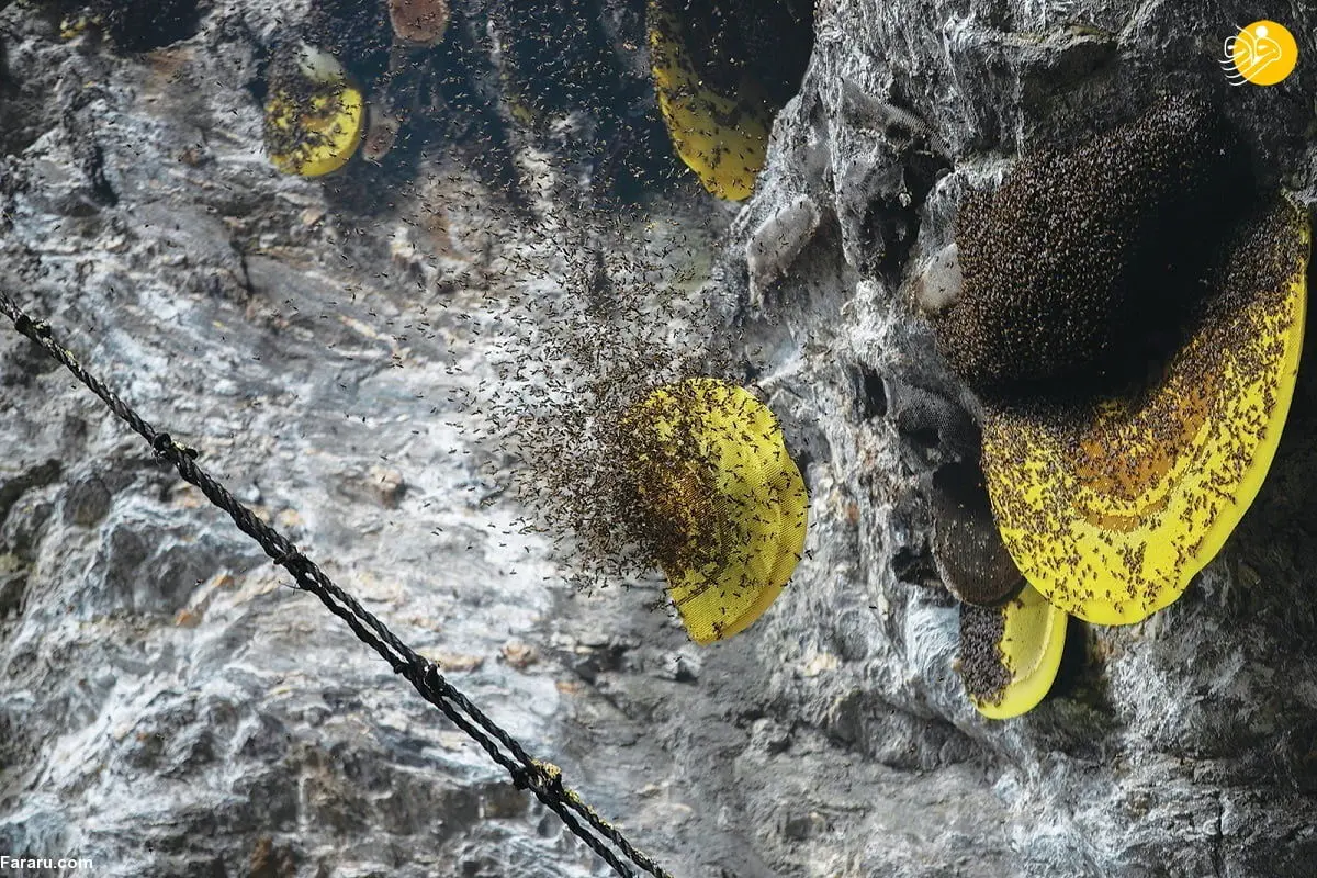 ترفند شکارچیان عسل وحشی برای تحمل درد نیش زنبور! + تصاویر