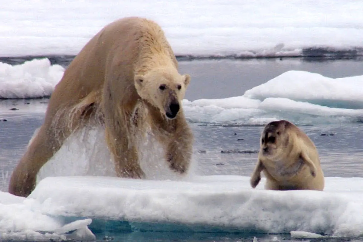 ویدئو/ شکار خوک آبی توسط خرس قطبی