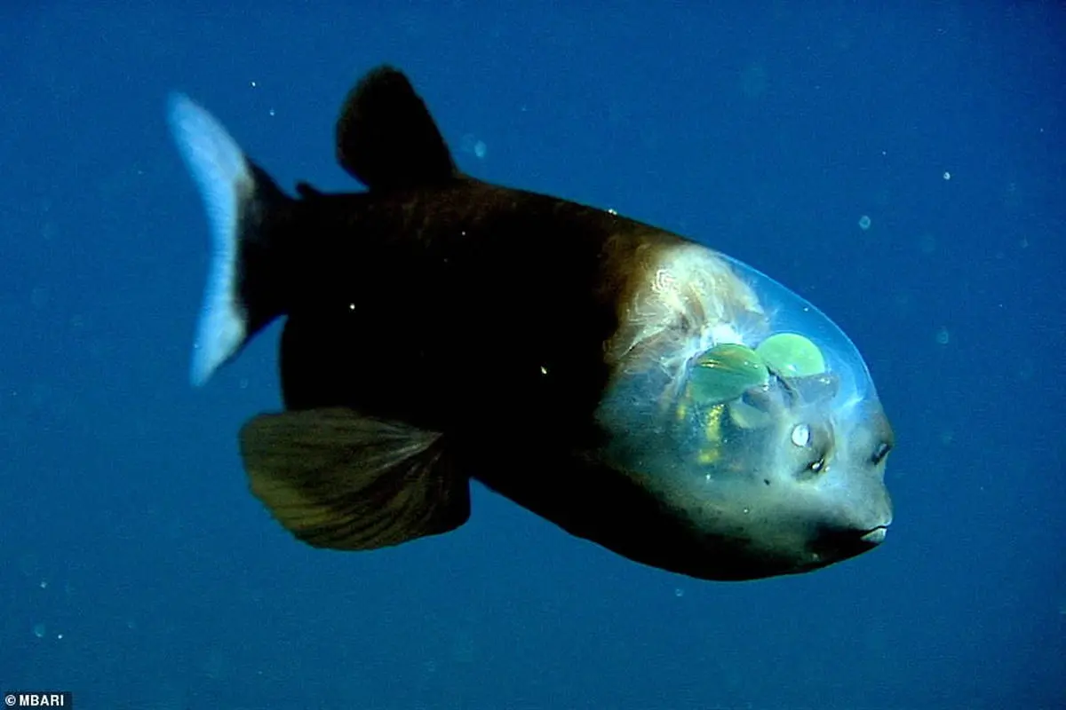 ویدئو / رصد ماهی چشم بشکه‌ای شبیه موجودات بیگانه در عمق 600 متری