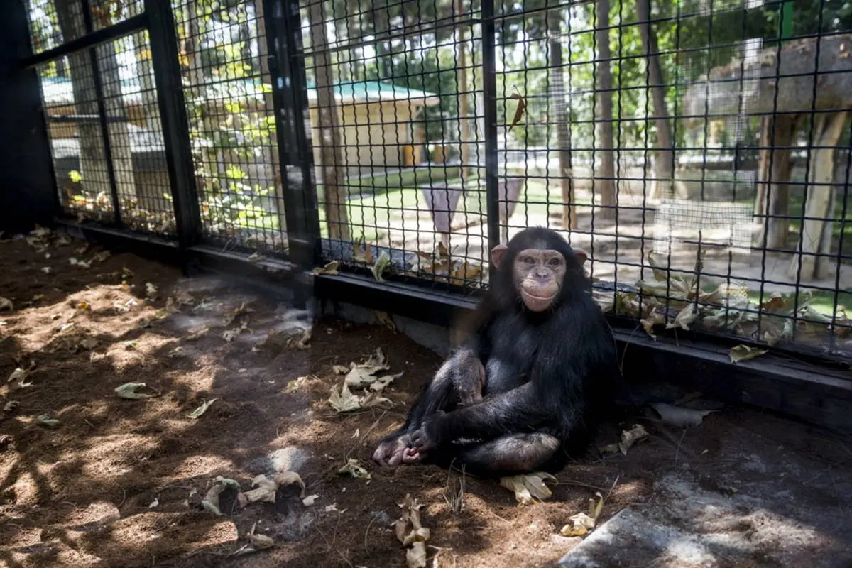 مرگ تلخ باران در کنیا / شامپانزه‌ها او را کشتند