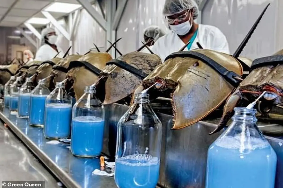 ساخت واکسن کرونا از خون آبی خرچنگ‌های 450 میلیون ساله