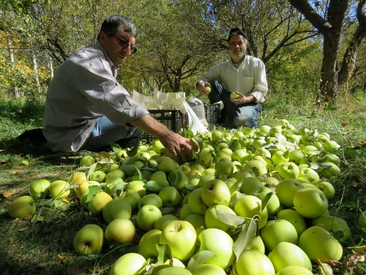 خطر نابودی 800 هزار تن سیب در آذربایجان غربی + عکس