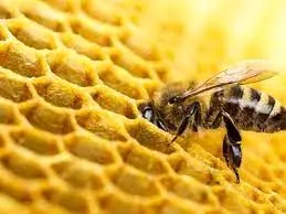 ویدئو| تکنیک جالب و دیدنی زنبورهای عسل در مقابل دشمن!