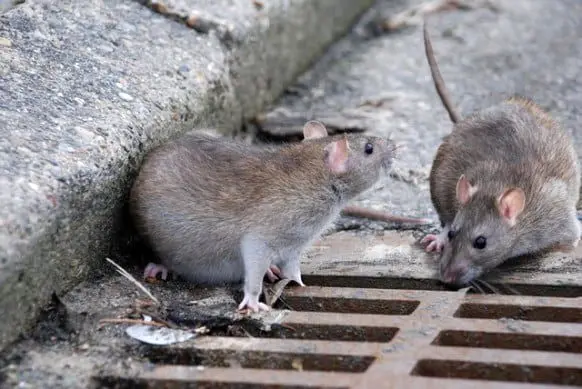 موش‌ها تهران بیشتر در کدام منطقه زندگی می‌کنند؟