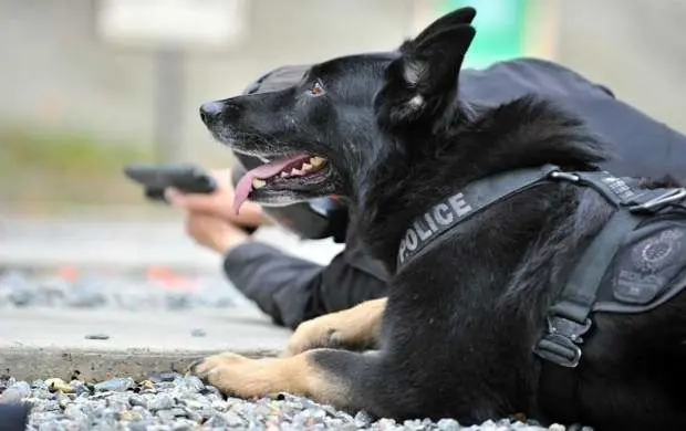 ویدئو/ وحشی گری پلیس هلند با مردم توسط سگ
