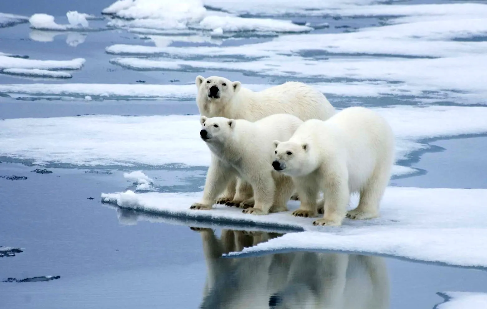 خرس‌های قطبی آمریکا هم روسیه را انتخاب کردند