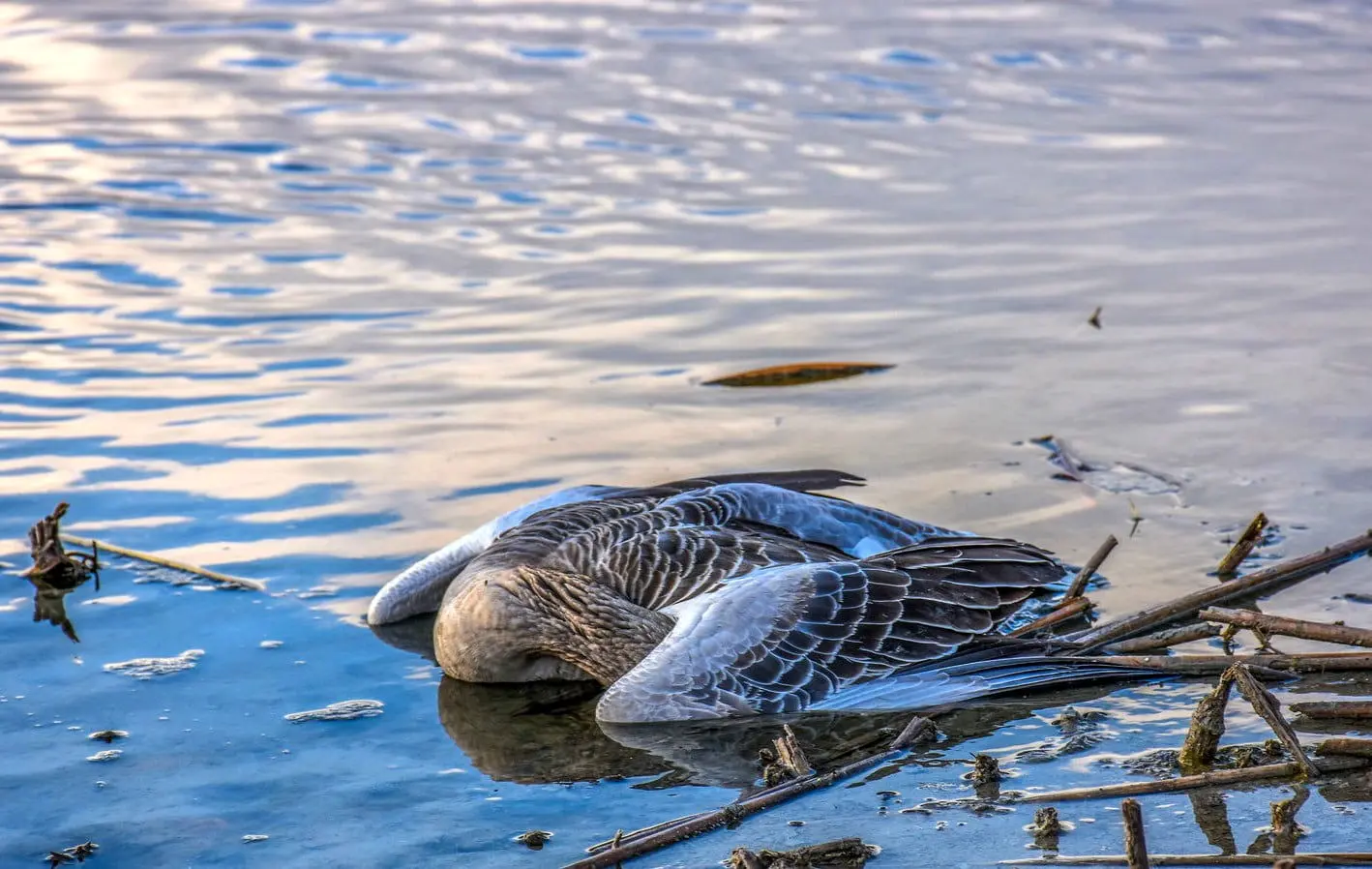 تلف شدن ۱۰۷۰ پرنده مهاجر در تالاب کویری میقان اراک