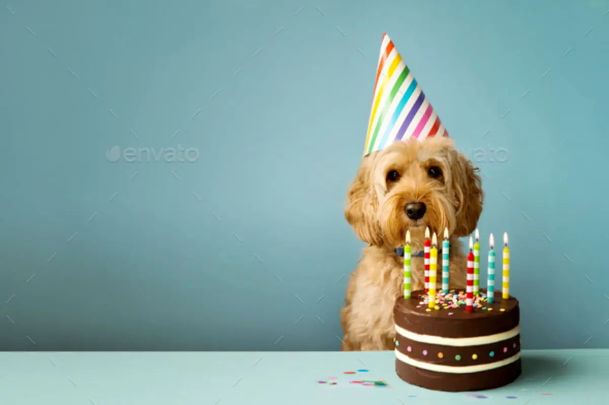 ویدئو/ اجاره ۵۰۰ پهپاد برای جشن تولد یک سگ!