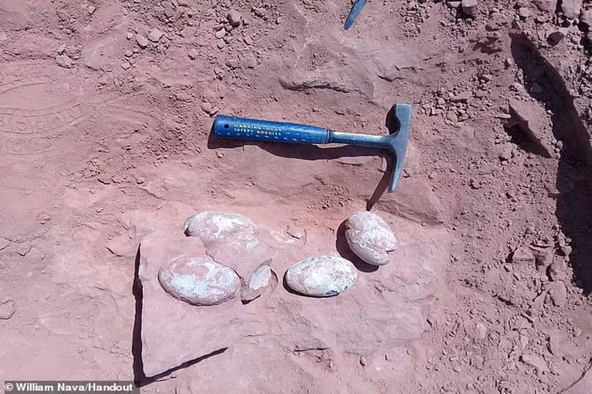 کشف 5 تخم دایناسور فسیل شده در برزیل / عکس