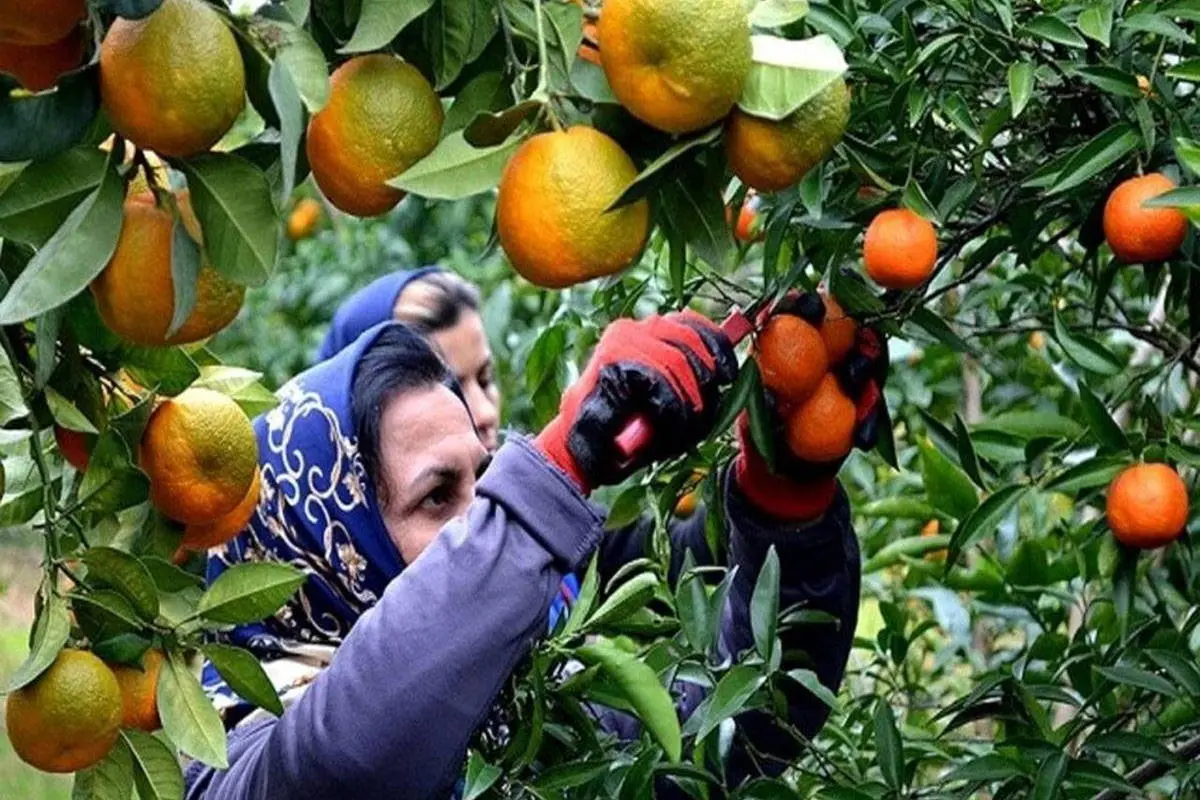تصاویری از روز‌های پایانی برداشت پرتقال در مازندران