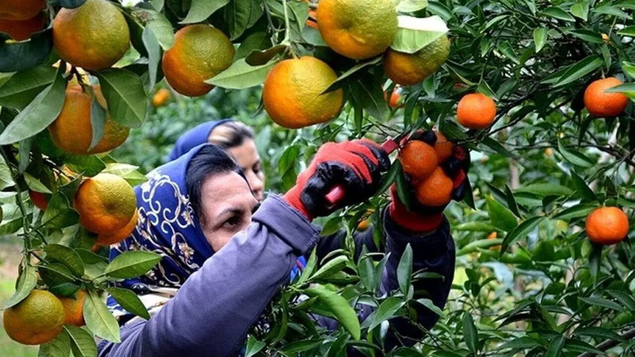 تصاویری از روز‌های پایانی برداشت پرتقال در مازندران