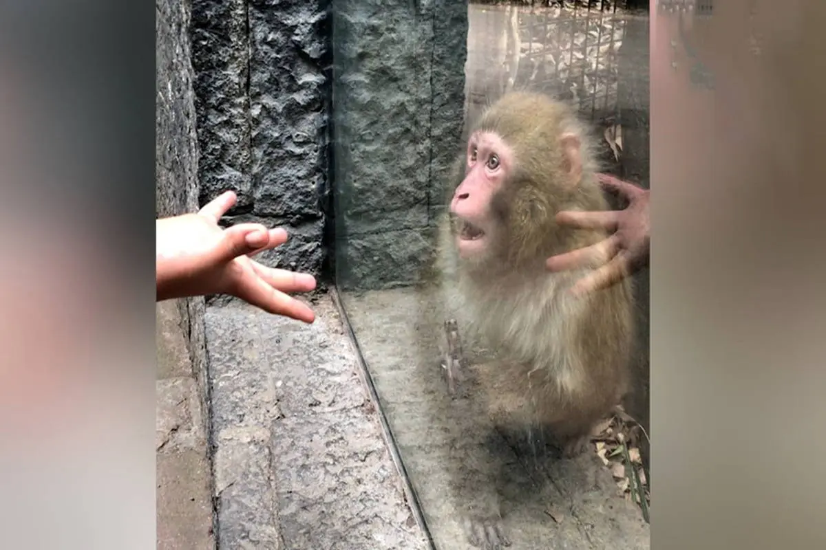 واکنش یک میمون به شعبده بازی! + ویدئو