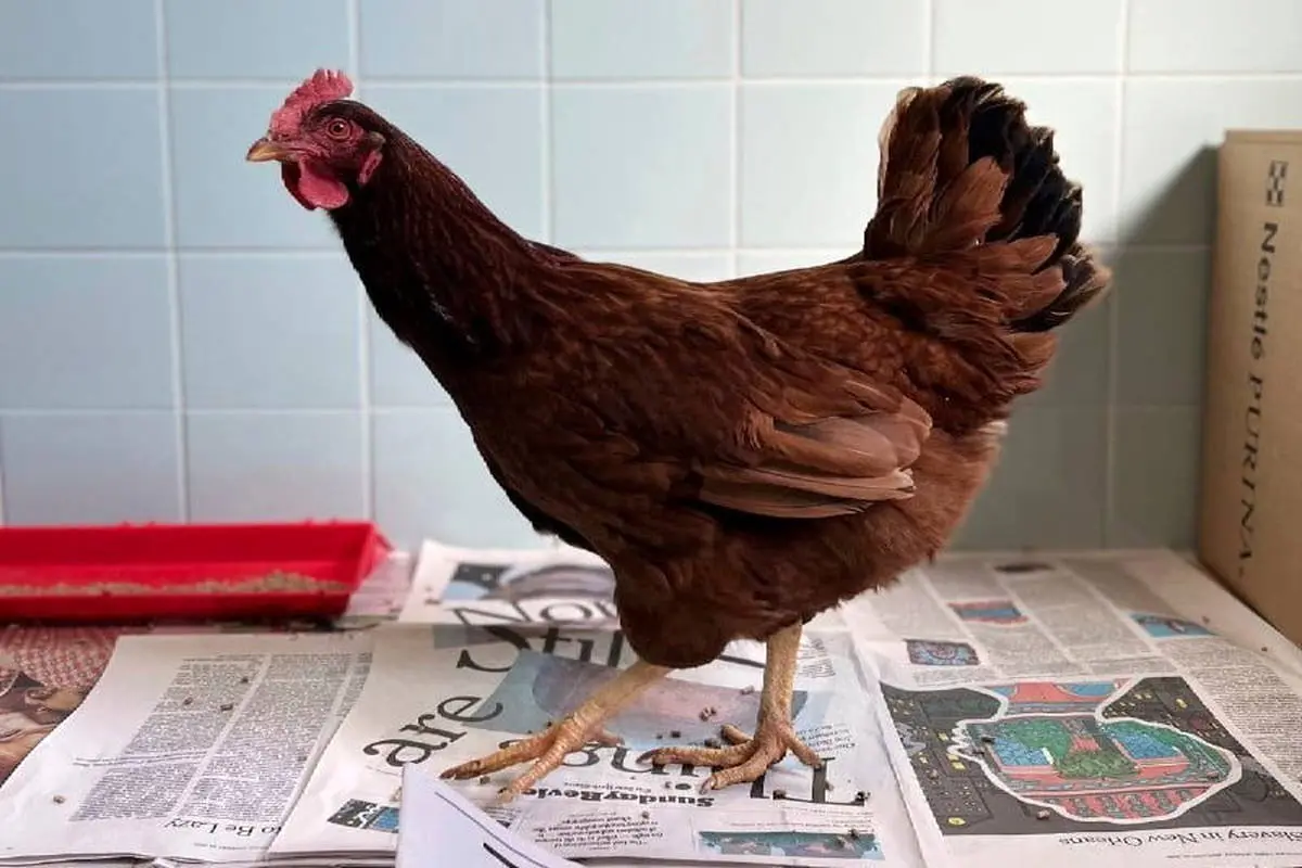 پنتاگون یک مرغ را بازداشت کرد