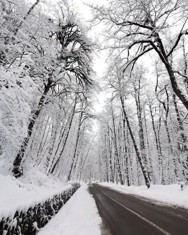 عکس/ منظره‌ای خیره‌کننده از جاده برفی رامسر