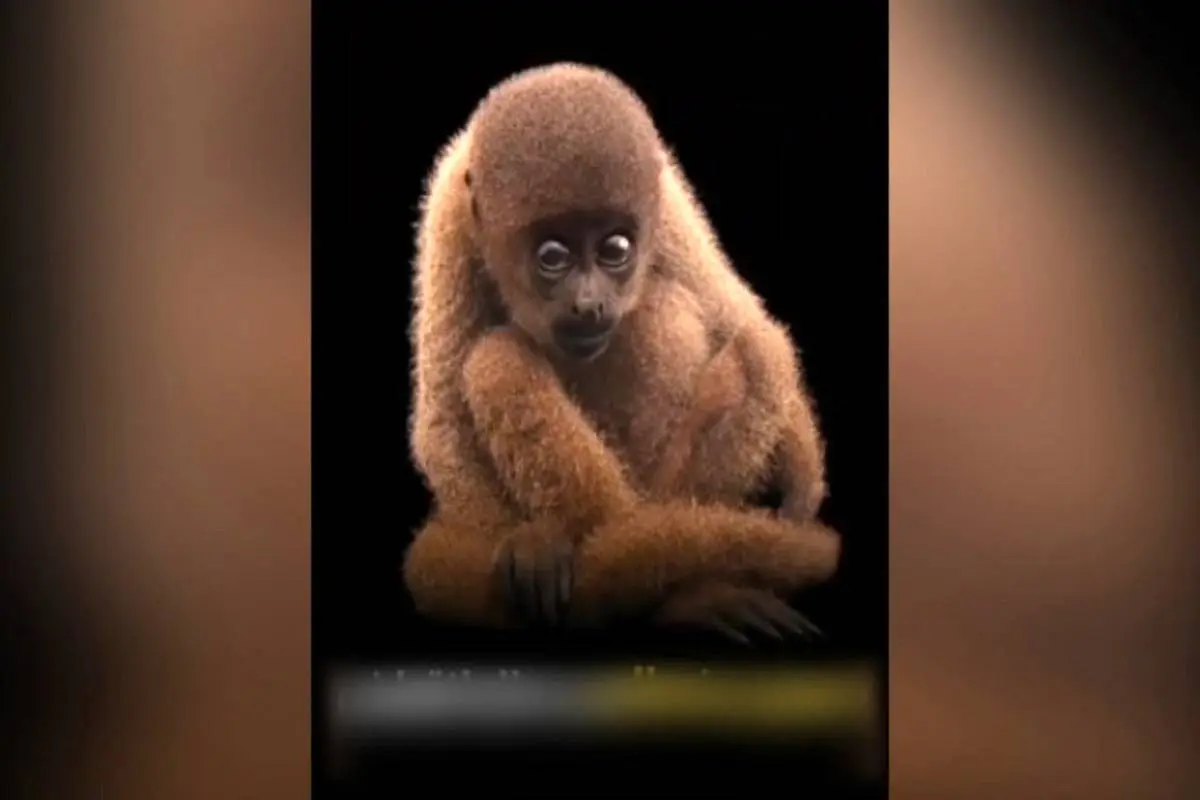 میمون پشمالو در حال انقراض + ویدئو
