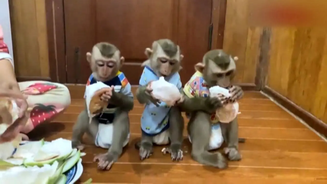 بچه میمون‌هایی که عاشق گریپ فروت هستند! + ویدئو