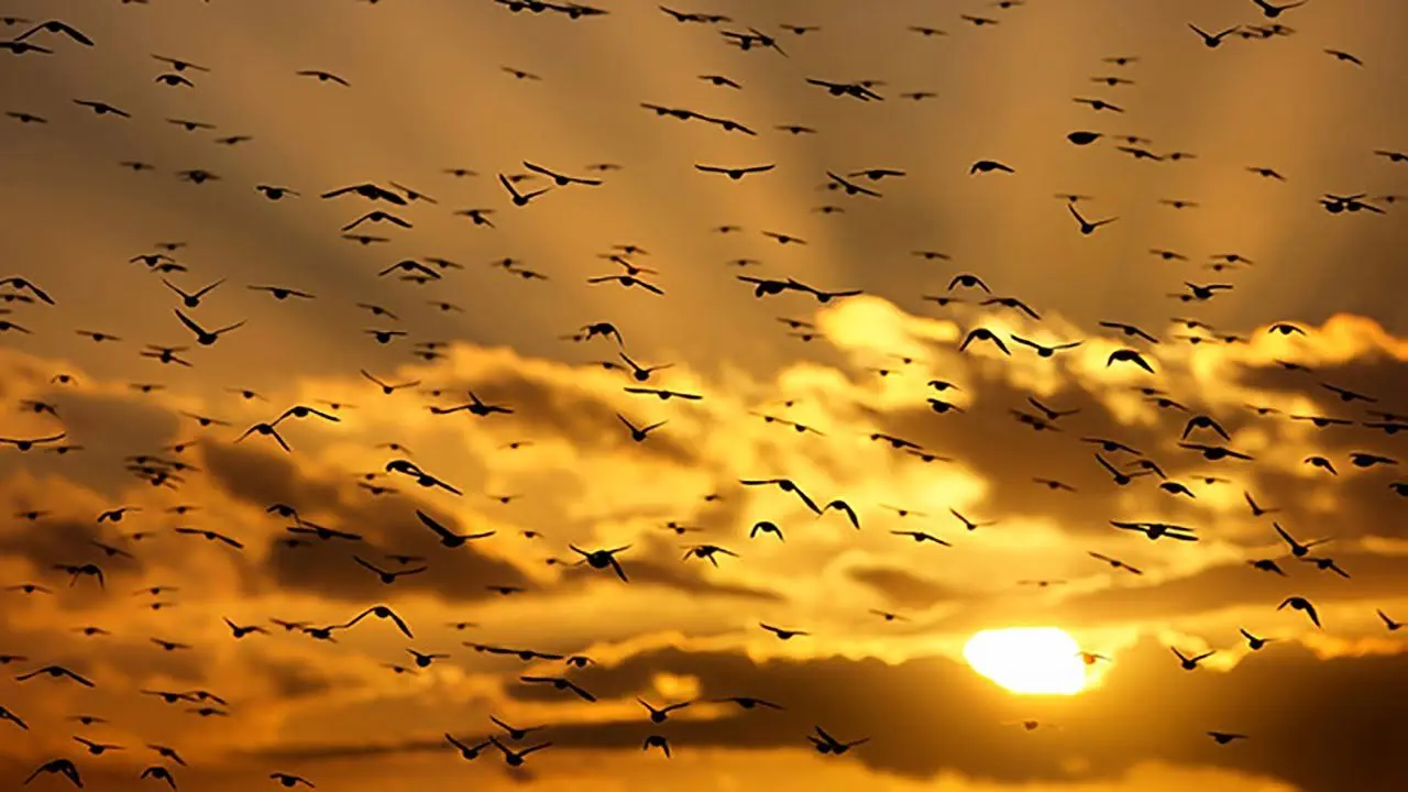 مرگ ناگهانی و مشکوک صدها پرنده درحال پرواز! + ویدئو