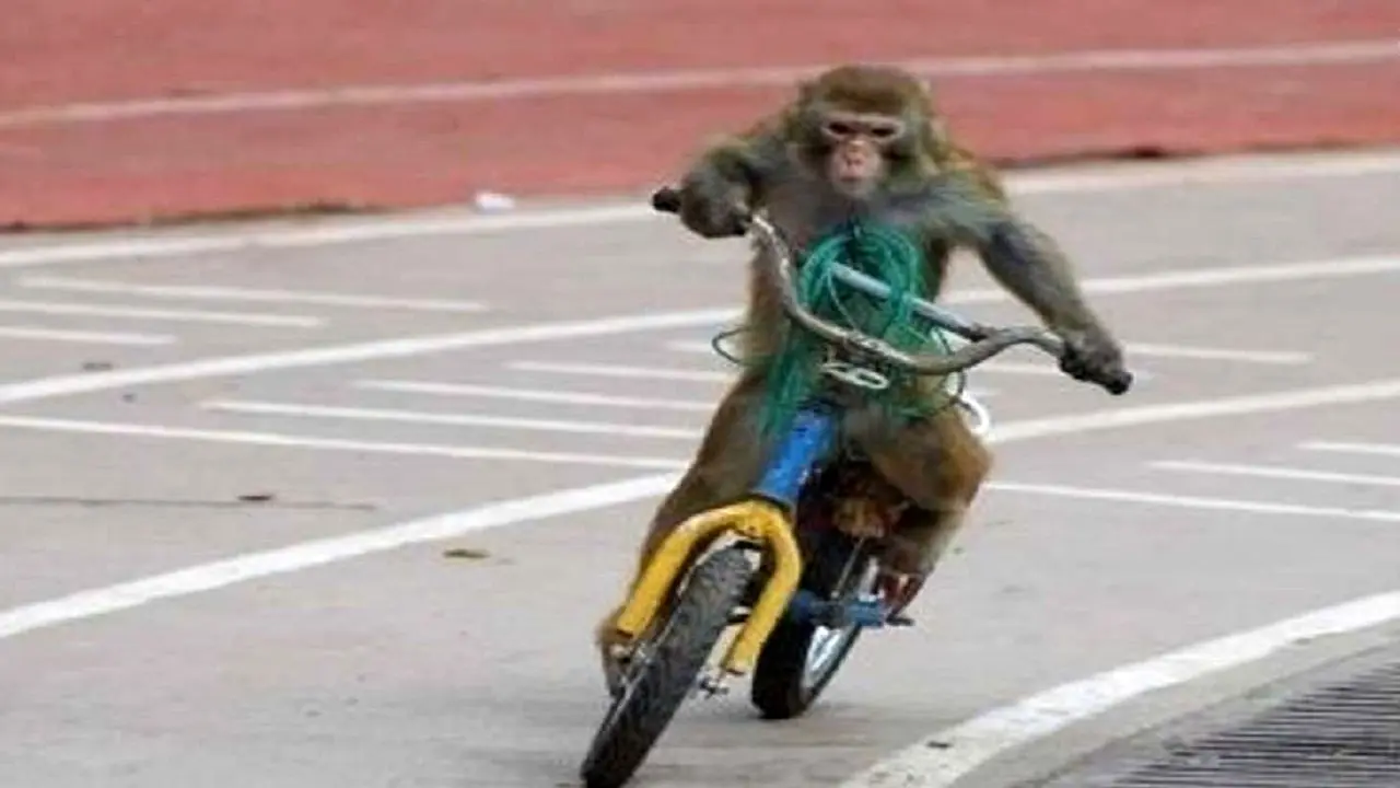 میمون دوچرخه سوار که مسافر هم سوار می‌کند! +ویدئو