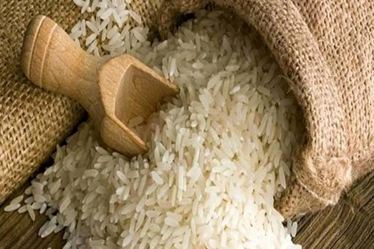 کشت برنج در کشور مشروط شد