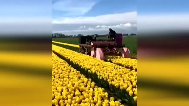 ویدئویی تماشایی از مزارع گل لاله در هلند