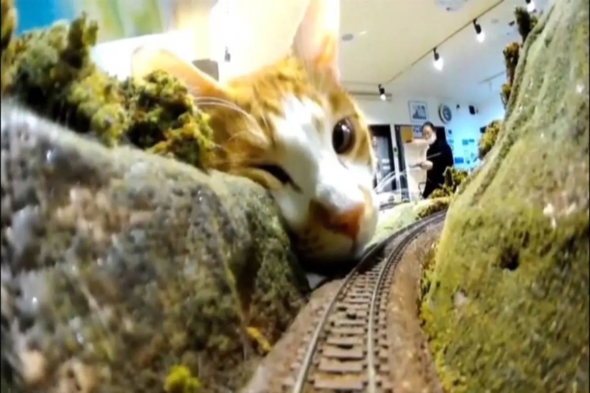 یک رستوران ژاپنی به لطف گربه‌ها نجات پیدا کرد + ویدئو