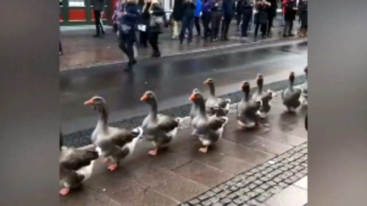 رژه اردک‌ها در خیابان‌های دانمارک! + ویدئو