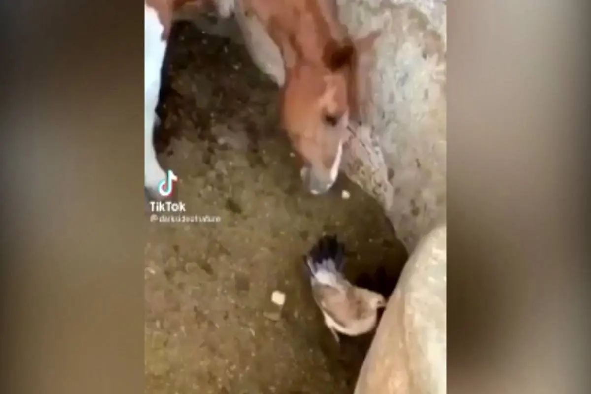 اسبی که یک جوجه مرغ را خورد! + ویدئو