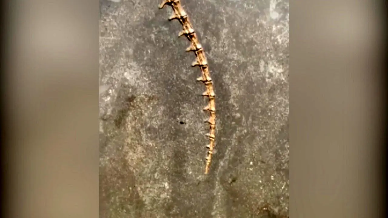کشف فسیل یک کروکودیل ۱۸۰ میلیون ساله! + ویدئو
