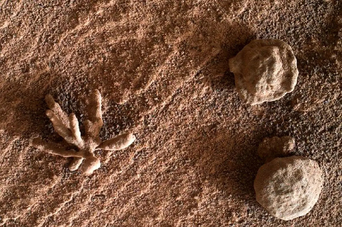 کشف یک «گُل» در مریخ! + تصاویر