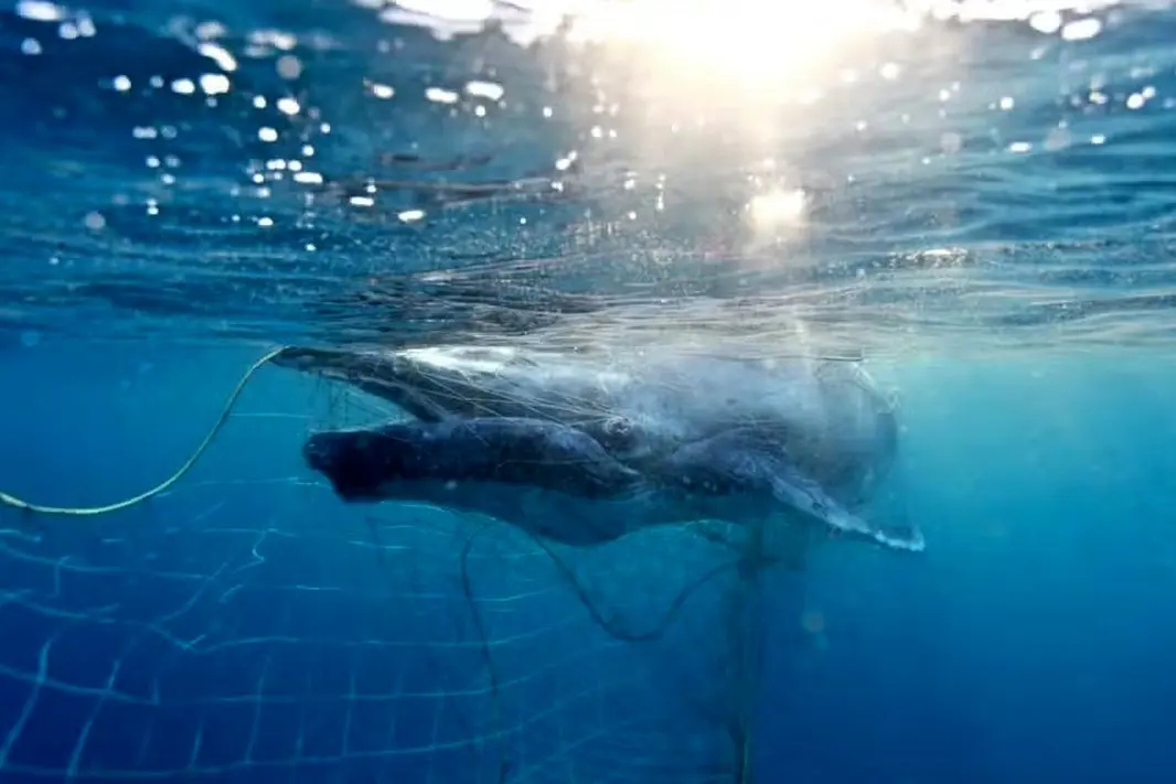 فیلم| نجات نهنگ گوژپشت گرفتار در تور ماهیگیران