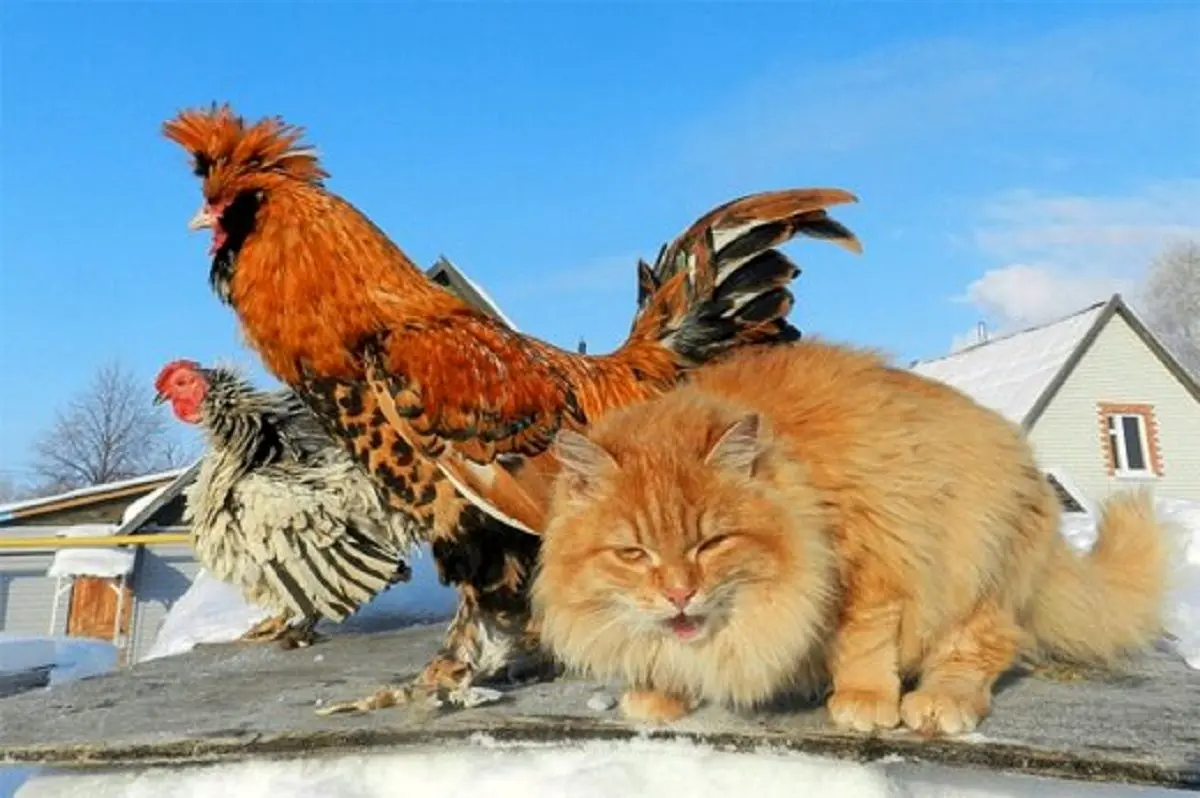 فیلم/ باور کنید این گربه با مرغ و جوجه هایش دوست است
