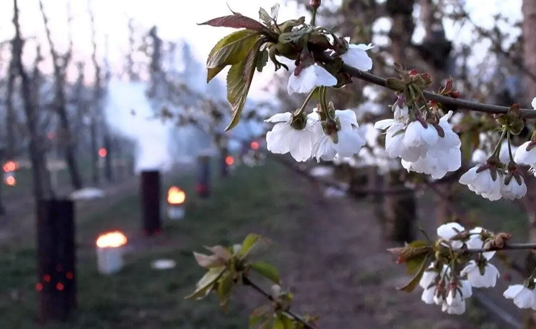 فیلم| مبارزه ابتکاری برای مقابله با یخ‌زدگی شکوفه‌های بهاری