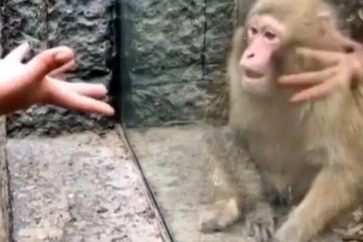 فیلم| واکنش بامزه و جالب یک میمون به حرکات شعبده باز